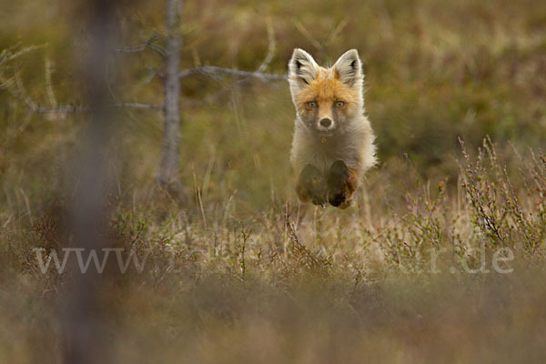 Rotfuchs (Vulpes vulpes)