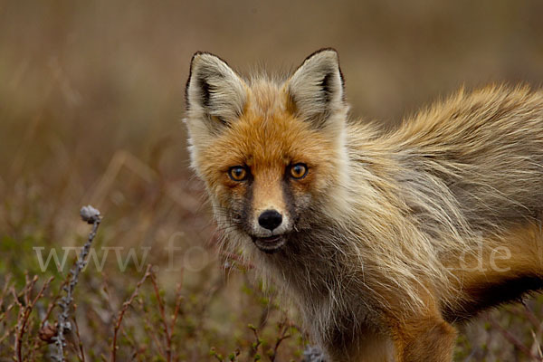 Rotfuchs (Vulpes vulpes)