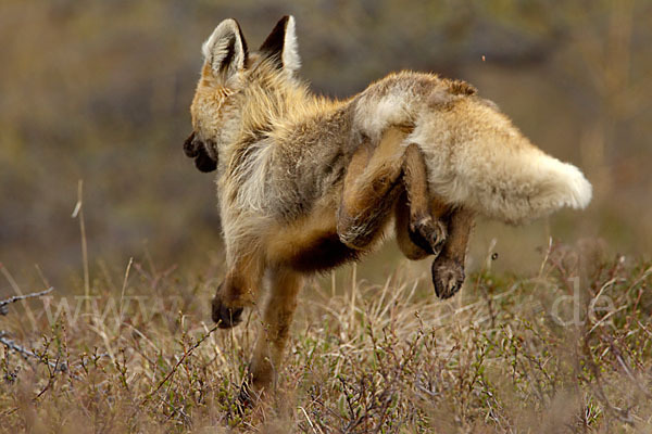 Rotfuchs (Vulpes vulpes)