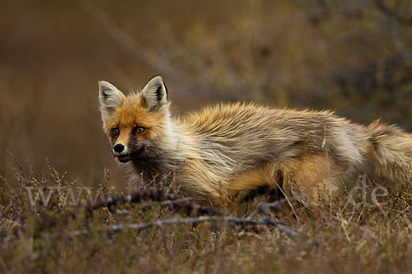 Rotfuchs (Vulpes vulpes)