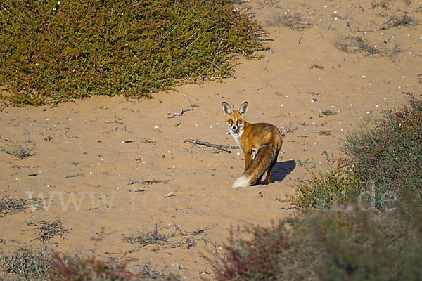 Rotfuchs (Vulpes vulpes)