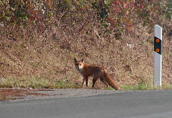 Rotfuchs (Vulpes vulpes)