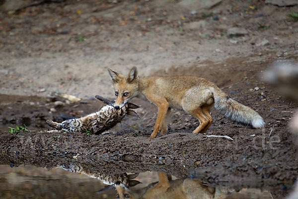 Rotfuchs (Vulpes vulpes)