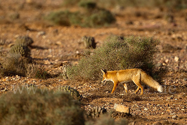 Rotfuchs (Vulpes vulpes)