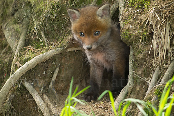 Rotfuchs (Vulpes vulpes)