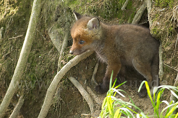 Rotfuchs (Vulpes vulpes)