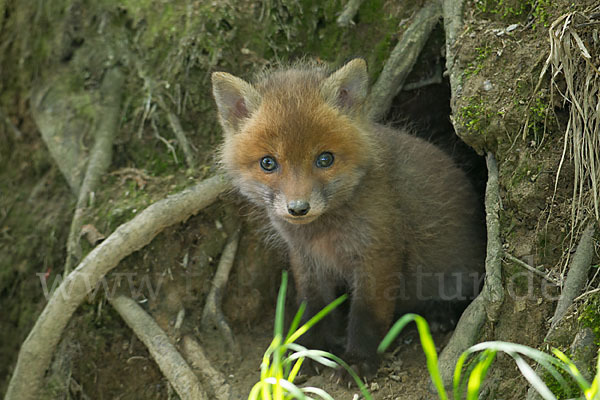 Rotfuchs (Vulpes vulpes)