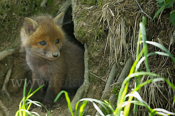 Rotfuchs (Vulpes vulpes)