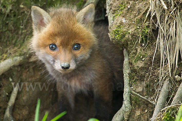 Rotfuchs (Vulpes vulpes)