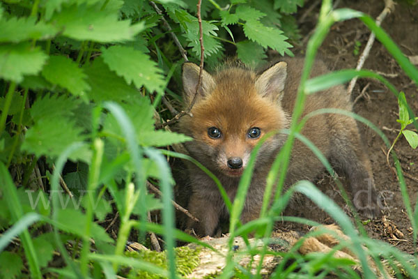 Rotfuchs (Vulpes vulpes)