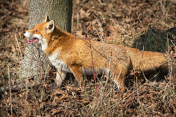 Rotfuchs (Vulpes vulpes)