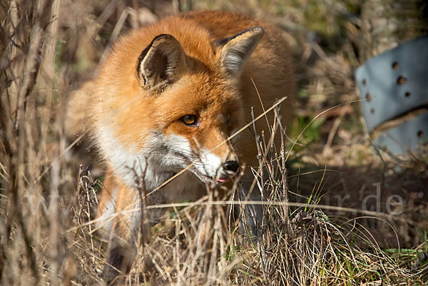 Rotfuchs (Vulpes vulpes)