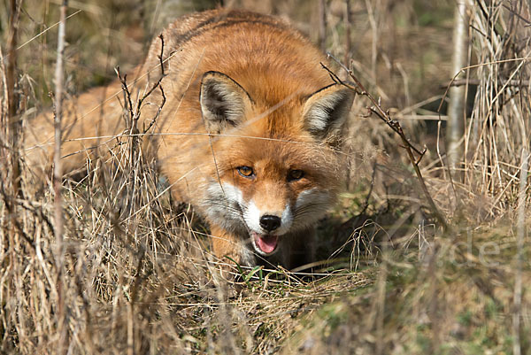 Rotfuchs (Vulpes vulpes)