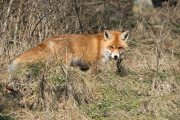 Rotfuchs (Vulpes vulpes)