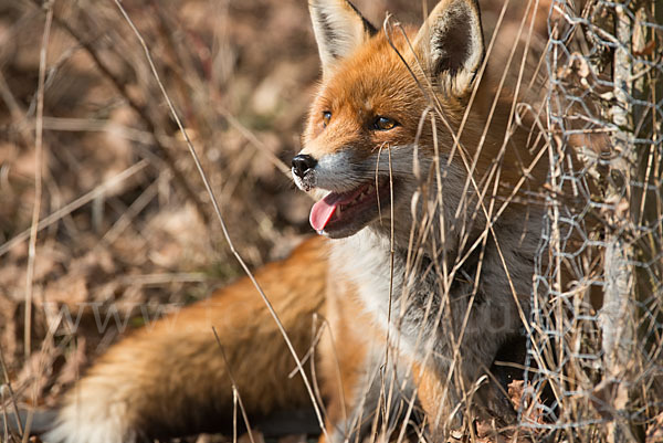 Rotfuchs (Vulpes vulpes)