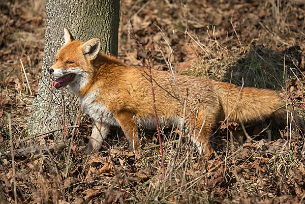 Rotfuchs (Vulpes vulpes)