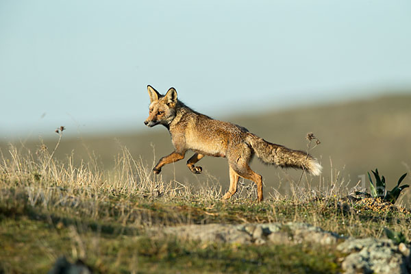 Rotfuchs (Vulpes vulpes)