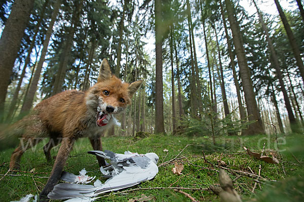 Rotfuchs (Vulpes vulpes)