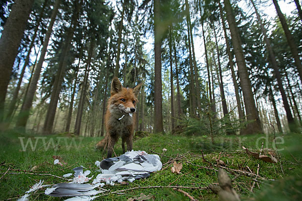 Rotfuchs (Vulpes vulpes)