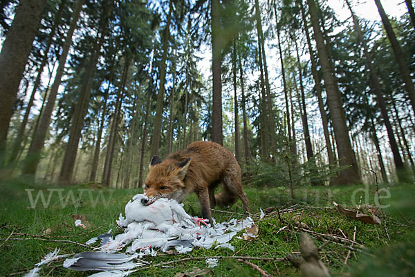 Rotfuchs (Vulpes vulpes)