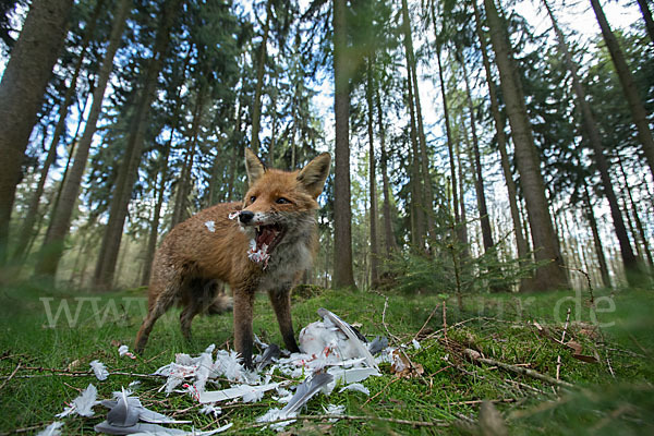 Rotfuchs (Vulpes vulpes)