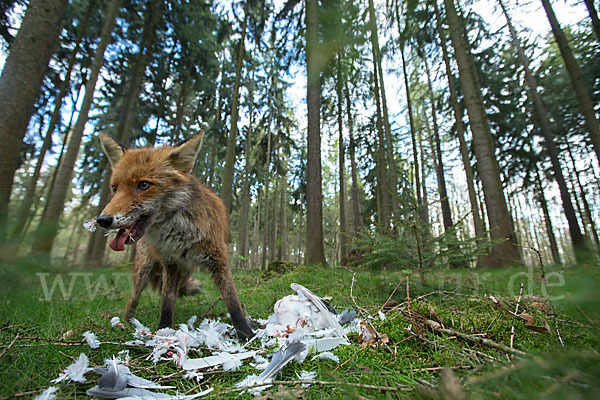 Rotfuchs (Vulpes vulpes)