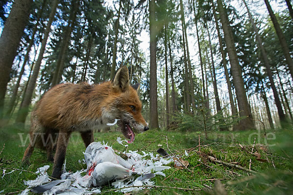 Rotfuchs (Vulpes vulpes)