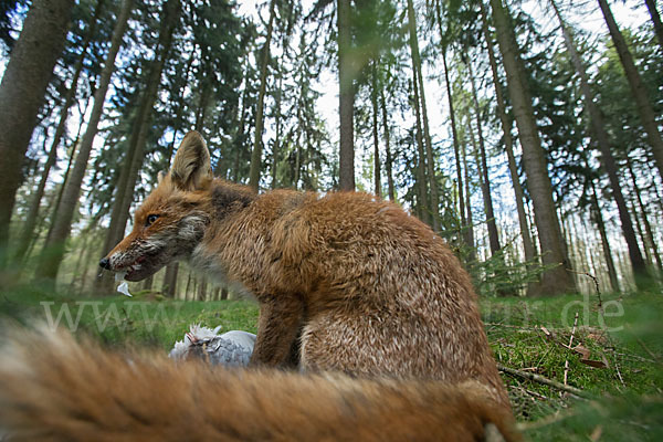 Rotfuchs (Vulpes vulpes)