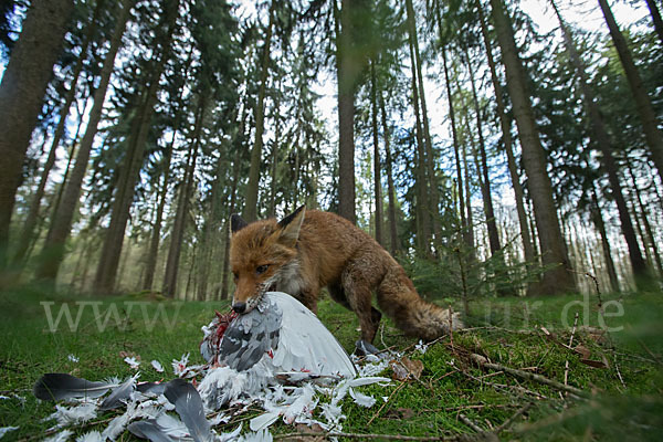 Rotfuchs (Vulpes vulpes)