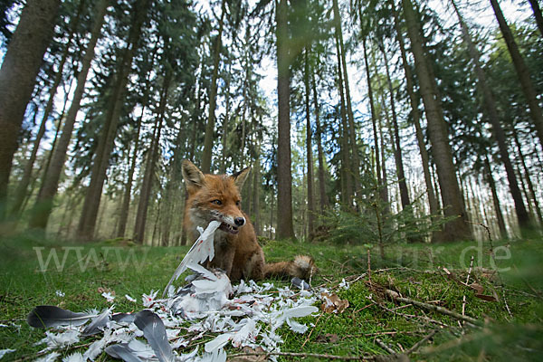 Rotfuchs (Vulpes vulpes)