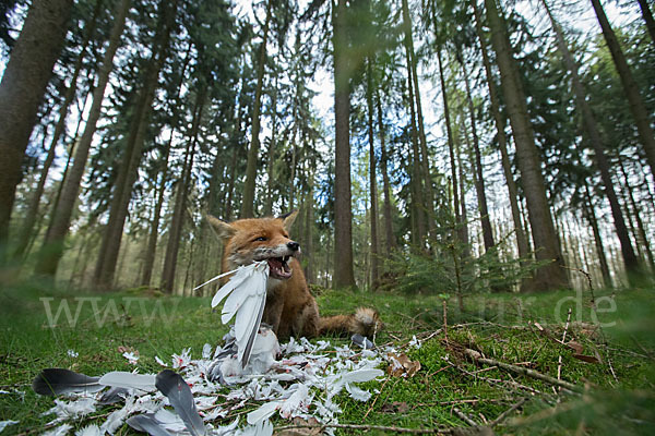 Rotfuchs (Vulpes vulpes)