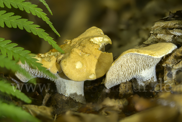 Rotgelber Stoppelpilz (Hydnum rufescens)