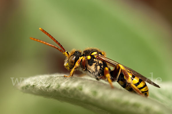 Rothaarige Wespenbiene (Nomada lathburiana)