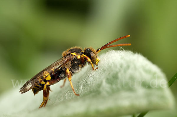 Rothaarige Wespenbiene (Nomada lathburiana)