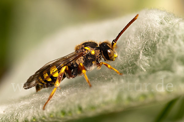 Rothaarige Wespenbiene (Nomada lathburiana)