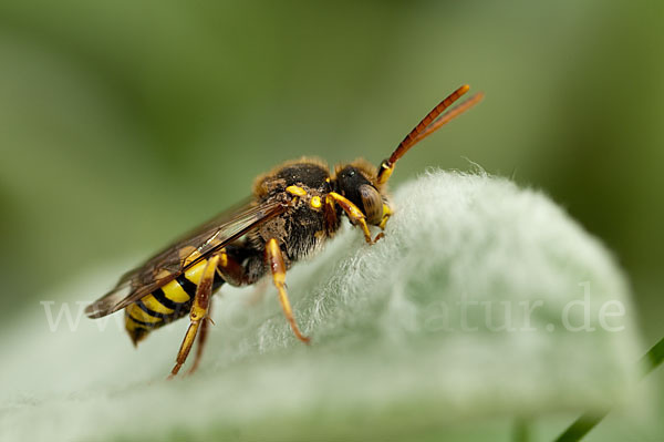 Rothaarige Wespenbiene (Nomada lathburiana)