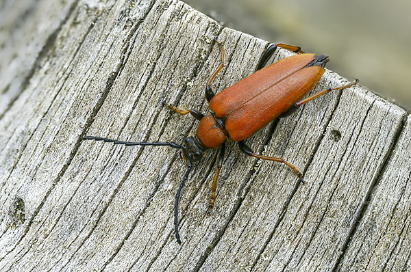 Rothalsbock (Corymbia rubra)