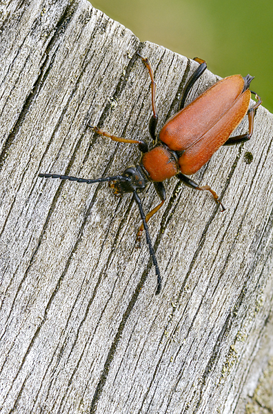 Rothalsbock (Corymbia rubra)