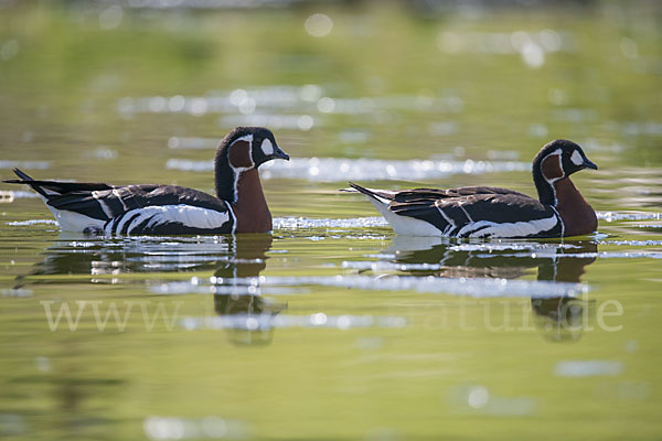 Rothalsgans (Branta ruficollis)