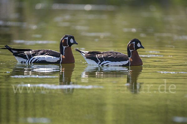 Rothalsgans (Branta ruficollis)