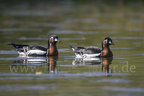 Rothalsgans (Branta ruficollis)