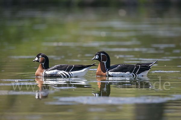 Rothalsgans (Branta ruficollis)