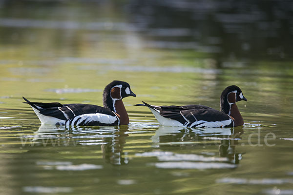 Rothalsgans (Branta ruficollis)