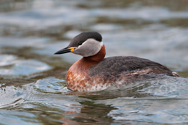 Rothalstaucher (Podiceps grisegena)