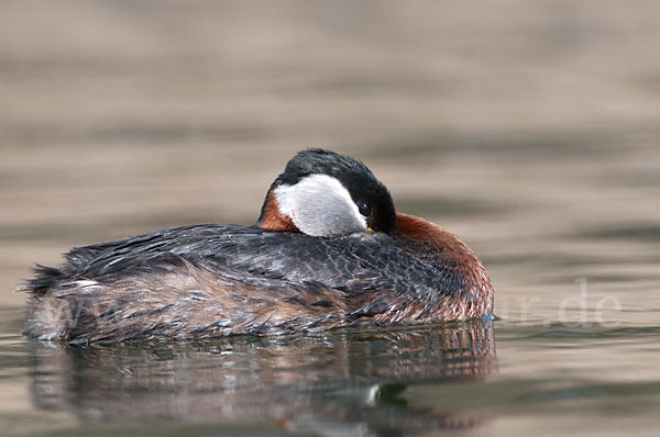 Rothalstaucher (Podiceps grisegena)