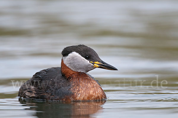 Rothalstaucher (Podiceps grisegena)