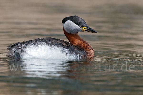 Rothalstaucher (Podiceps grisegena)