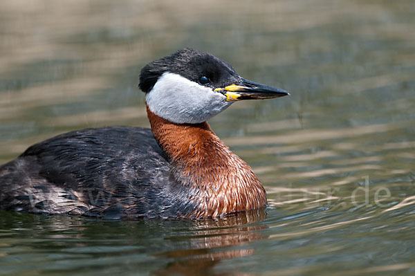 Rothalstaucher (Podiceps grisegena)