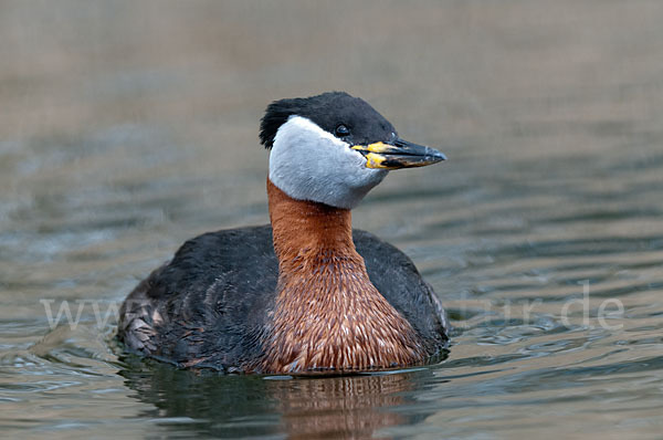 Rothalstaucher (Podiceps grisegena)