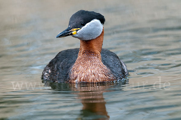 Rothalstaucher (Podiceps grisegena)